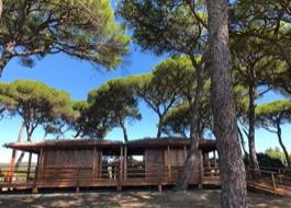 BeachRock: ristorante bar sotto una pineta mediterranea centenaria